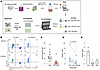 Allogeneic Vδ2 T cells eliminate reactivated latently infected CD4+ T cells