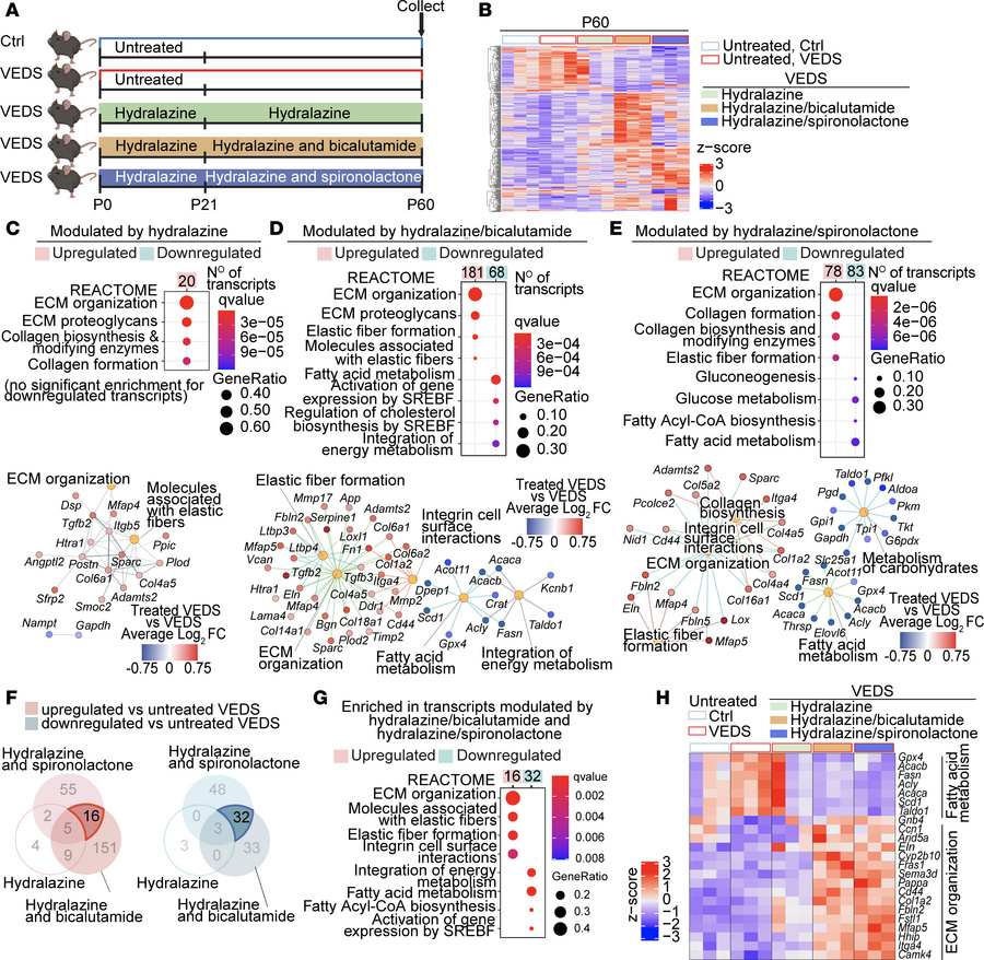 Coadministration of hydralazine with androgen inhibitors induces upregul...