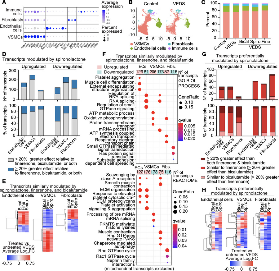 AR/MR inhibition upregulates transcripts promoting ECM deposition and ae...