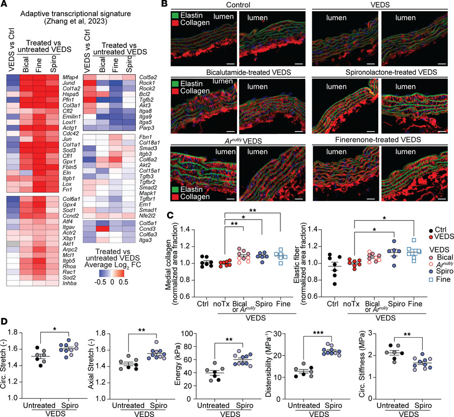 AR/MR antagonism upregulates adaptive transcriptional signature in VSMCs...