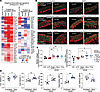 AR/MR antagonism upregulates adaptive transcriptional signature in VSMCs, i