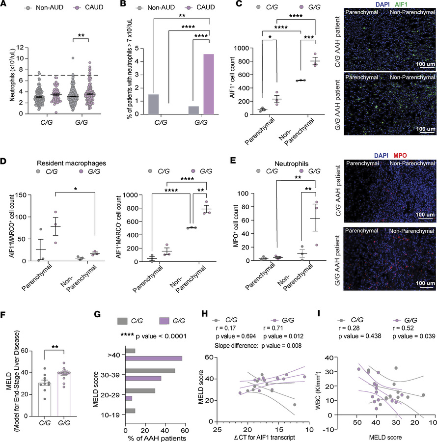 The rs3132451 G/G SNP is associated with elevated neutrophil counts in b...