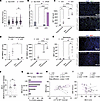 The rs3132451 G/G SNP is associated with elevated neutrophil counts in bloo