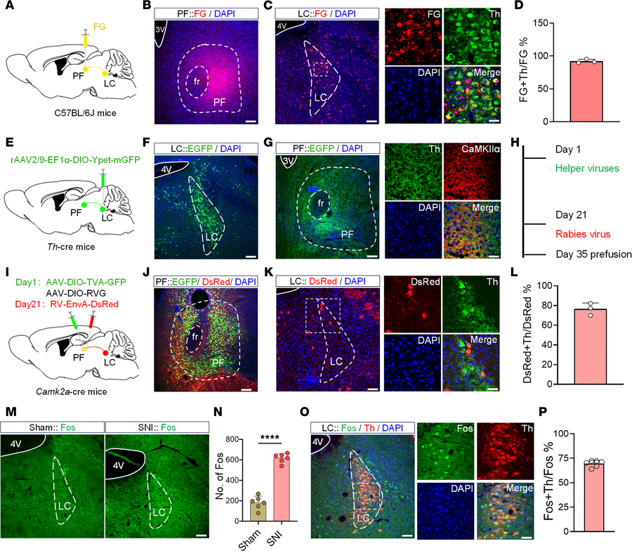 Monosynaptic NEergic projection from the LC to the PFCaMKIIα.
(A) Schema...