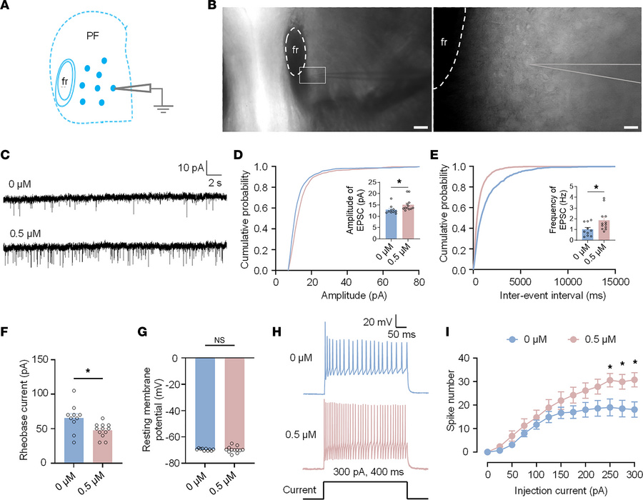 Yohimbine increases the intrinsic excitability of PF neurons.
(A) Schema...