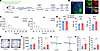Activation of PFCaMKIIα neurons alleviates pain and anxiety-like behaviors