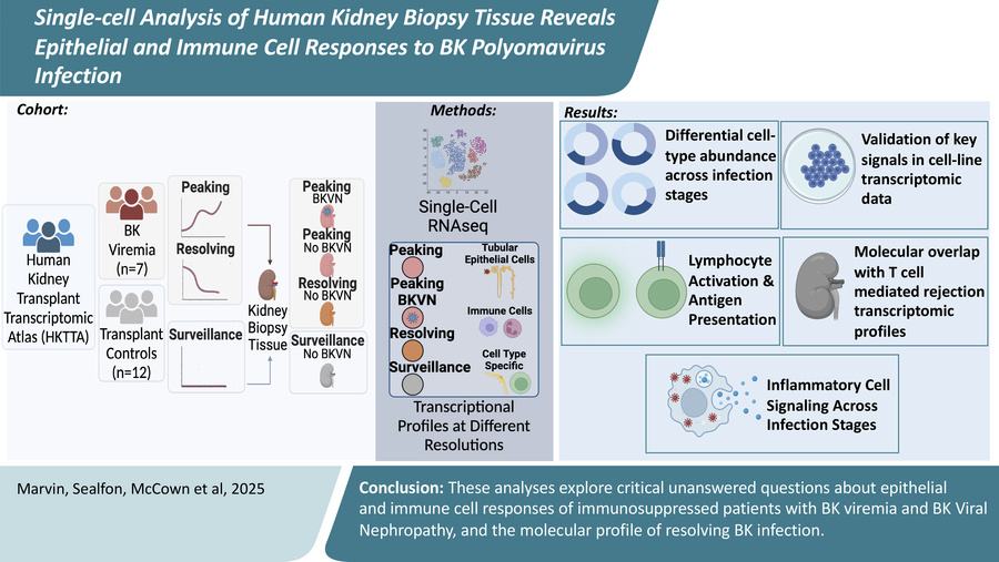 graphical abstract