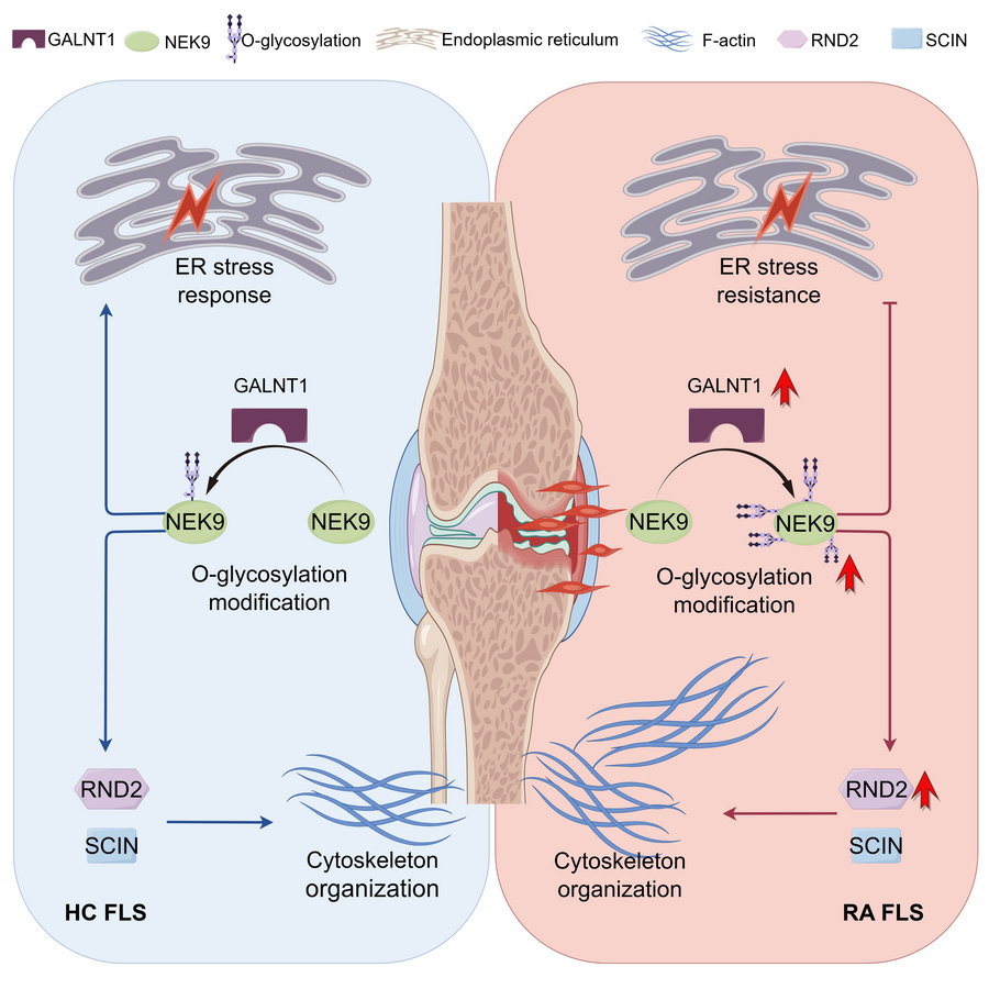 graphical abstract