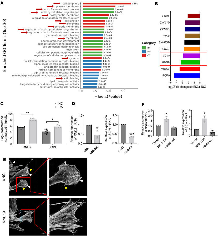 NEK9 regulates cytoskeleton organization in RA FLS.
(A) RNA-Seq was perf...