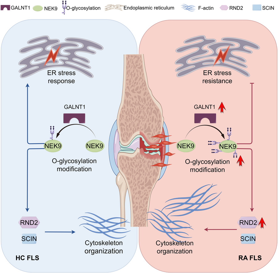 graphical abstract