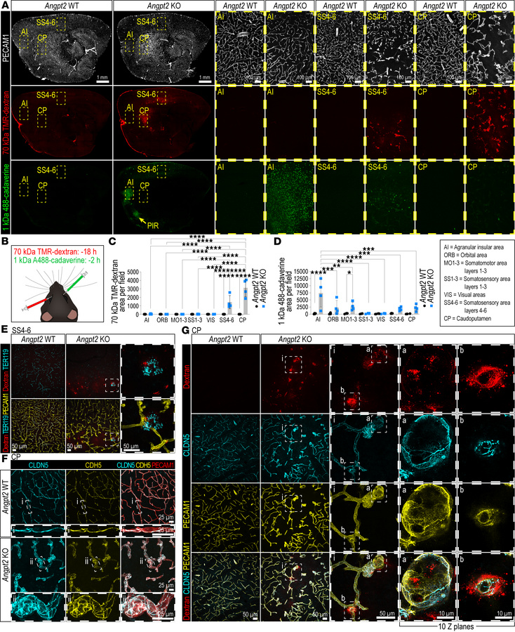 BBB permeability and endothelial junctions in Angpt2-KO brains.
(A) Tile...