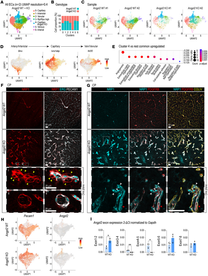 ScRNA-seq analysis in Angpt2-WT and -KO mice.
(A) UMAP of EC dataset, cl...