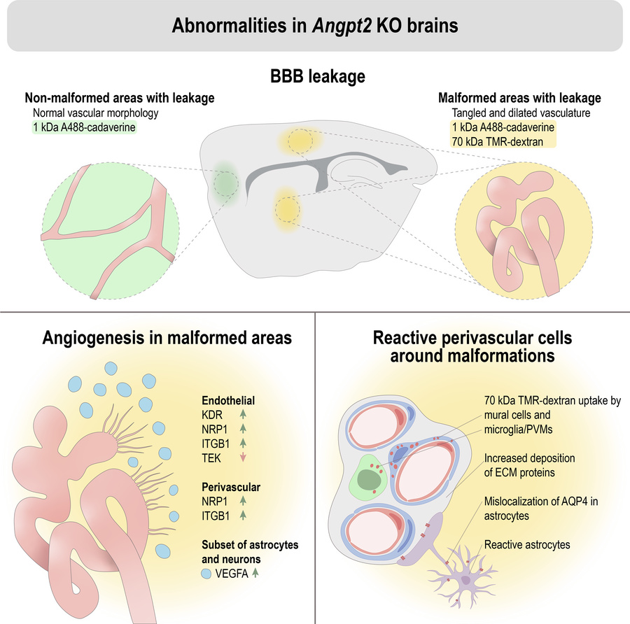 graphical abstract