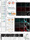 Characterization of Angpt/Tek and integrin changes in Angpt2-WT and -KO bra