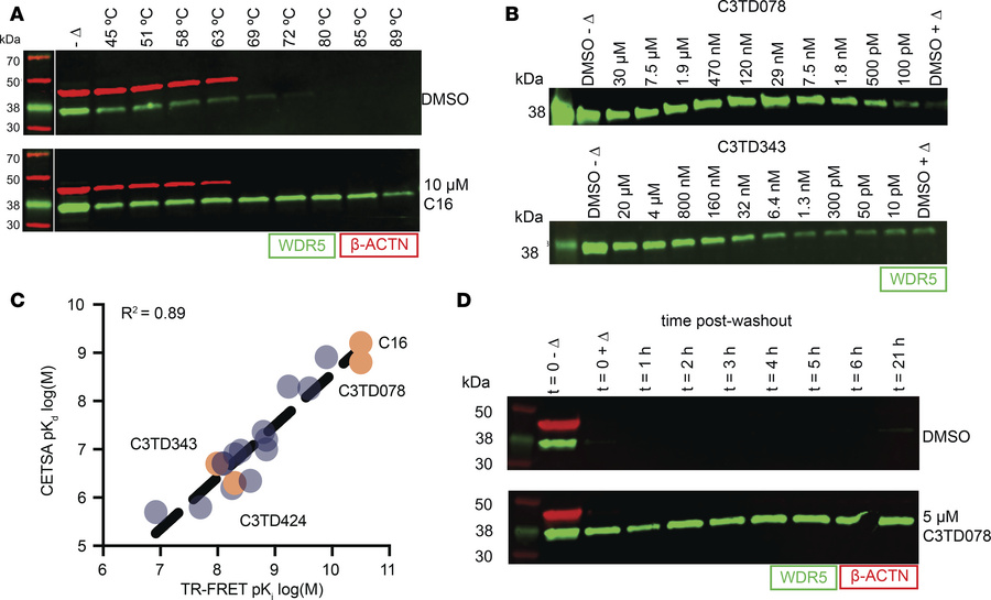 Direct WDR5 target engagement assessed by CETSA.
(A) Melting curve for W...