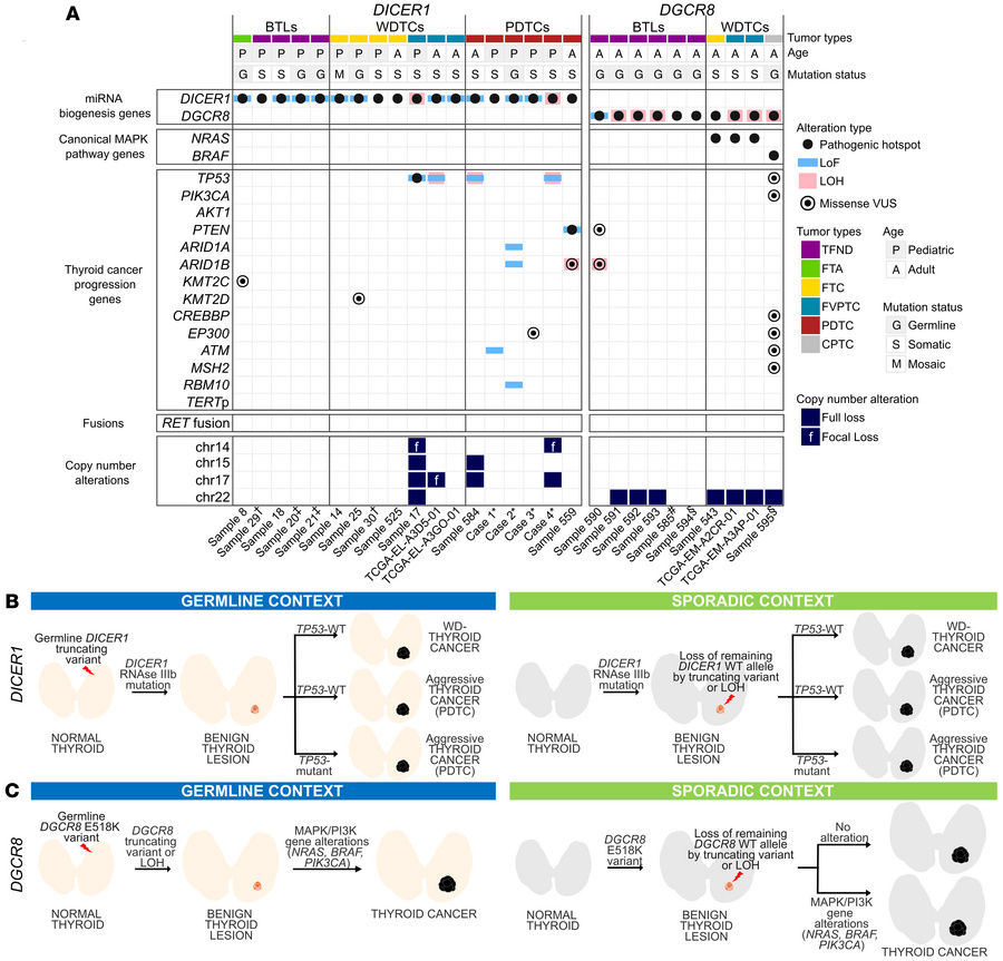 Landscape of DICER1- and DGCR8-mutated thyroid lesions.
(A) Molecular la...