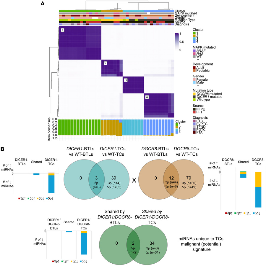 miRNA profiles of DICER1- and DGCR8-mutated thyroid lesions.
(A) Unsuper...