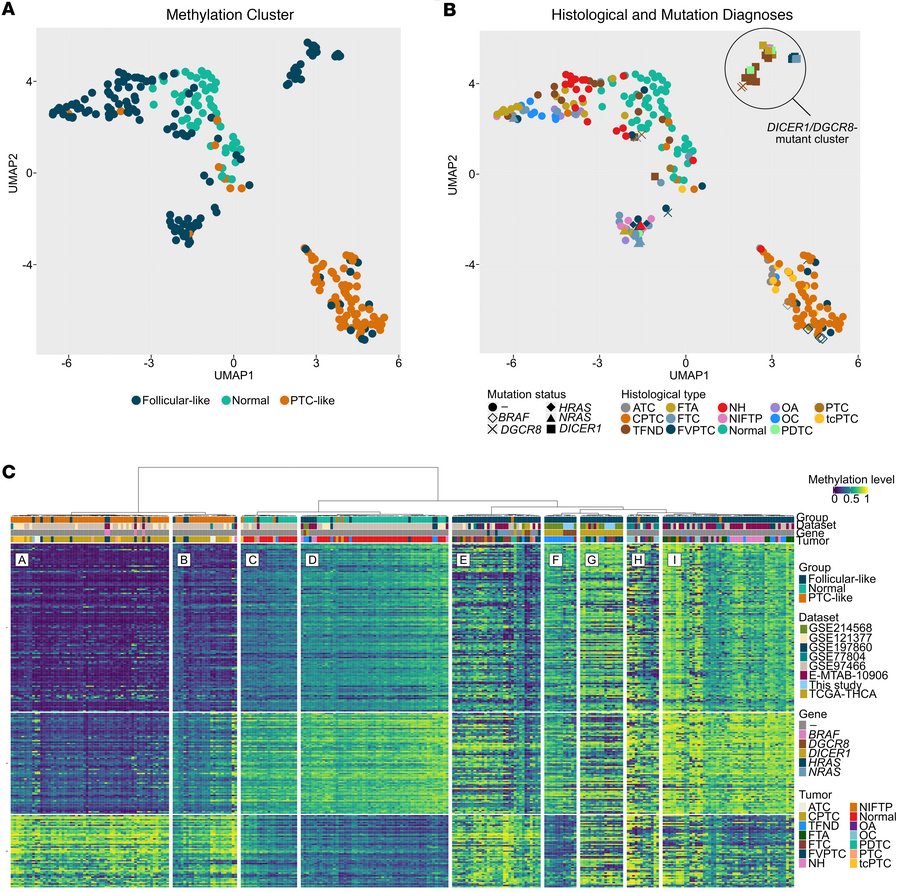 Identification of distinct methylation clusters encompassing DICER1- and...