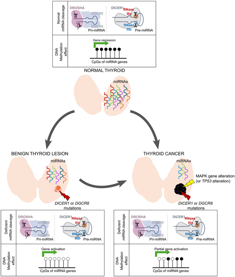 Scheme of epigenetic miRNA compensation mechanism in benign and malignan...