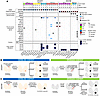 Landscape of DICER1- and DGCR8-mutated thyroid lesions.