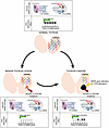 Scheme of epigenetic miRNA compensation mechanism in benign and malignant m