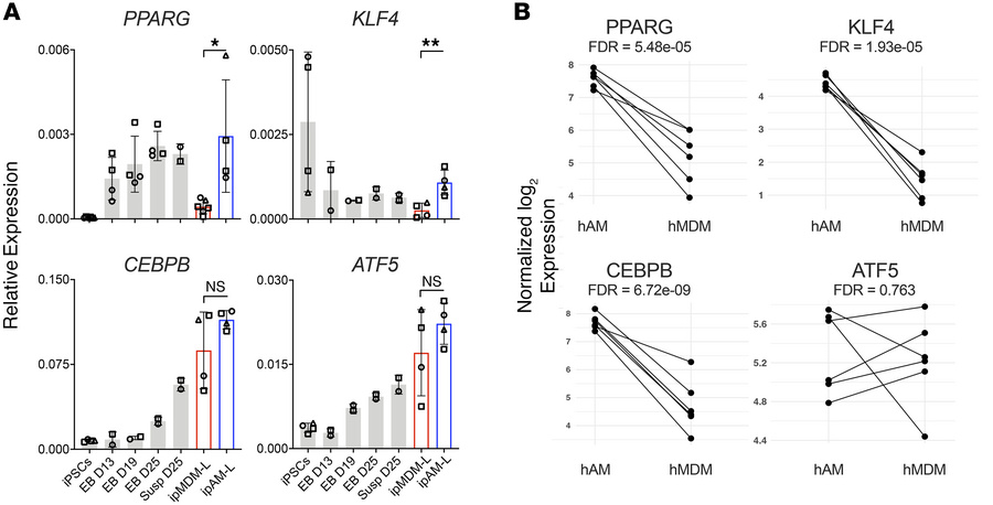 AM-defining transcription factors are expressed in ipAM-L cells.
(A) RT-...