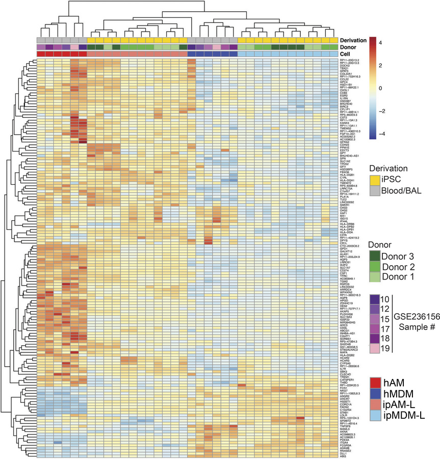ipAM-Ls and ipMDM-Ls resemble human alveolar and monocyte-derived macrop...