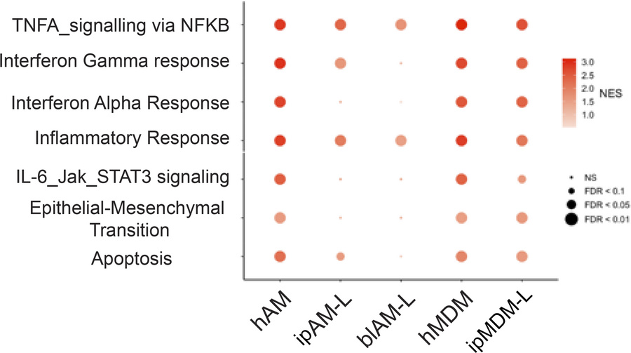 Conserved response of macrophage types to Mtb infection.
Normalized enri...