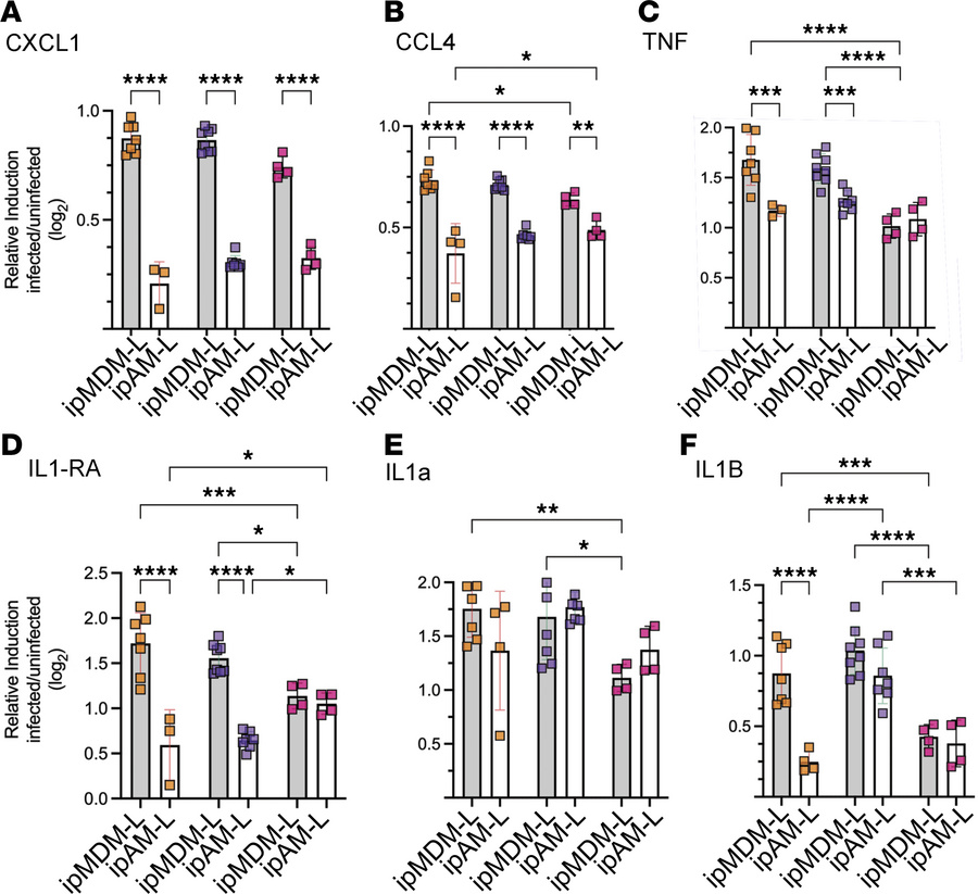 ipAM-L cells are hypoinflammatory with Mtb infection.
Cytokine and chemo...
