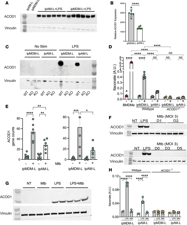 Human macrophages are feeble producers of itaconate with Mtb infection.
...