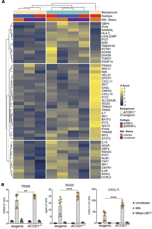 Itaconate negatively regulates the type I IFN response to Mtb in ipMDM-L...