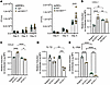 Macrophage type–specific roles of itaconate on Mtb control and inflammatory
