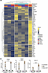 Itaconate negatively regulates the type I IFN response to Mtb in ipMDM-L bu