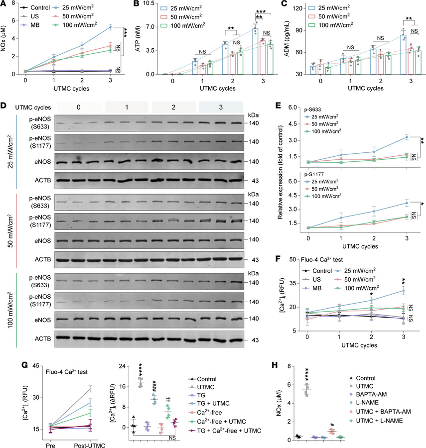 eNOS activation induced by mechanical effects of UTMC.
(A) Concentration...