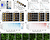 Evaluation of UTMC-induced microbubble disruption and endothelial cell dama