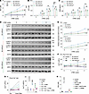 eNOS activation induced by mechanical effects of UTMC.