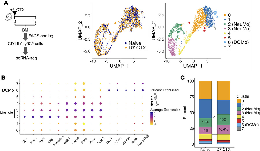 scRNA-seq analysis of pre-enriched monocytes (CD11b+Ly6Chi) identifies d...