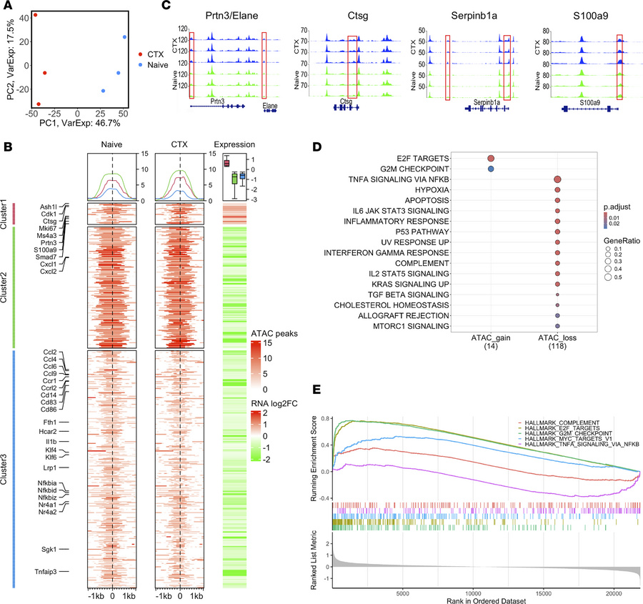 ATAC-seq analysis reveals chemotherapy-induced epigenetic changes in mon...