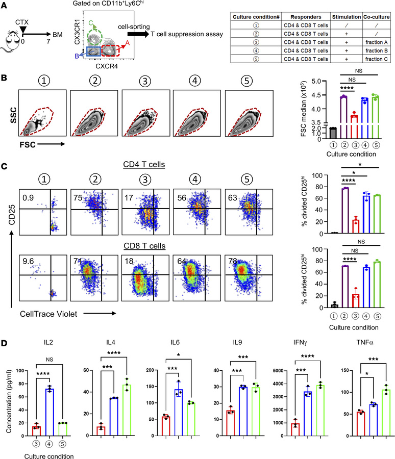 CTX-induced NeuMo cells possess the ability to suppress T cell activatio...