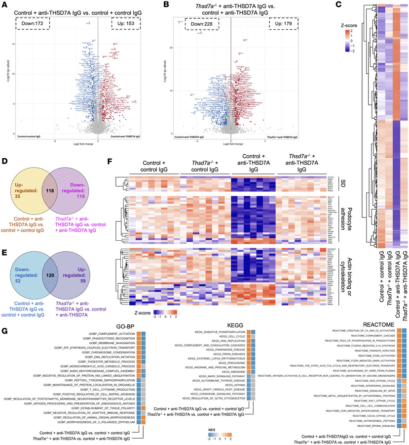Proteome alterations in experimental THSD7A-associated MN.
(A and B) Vol...