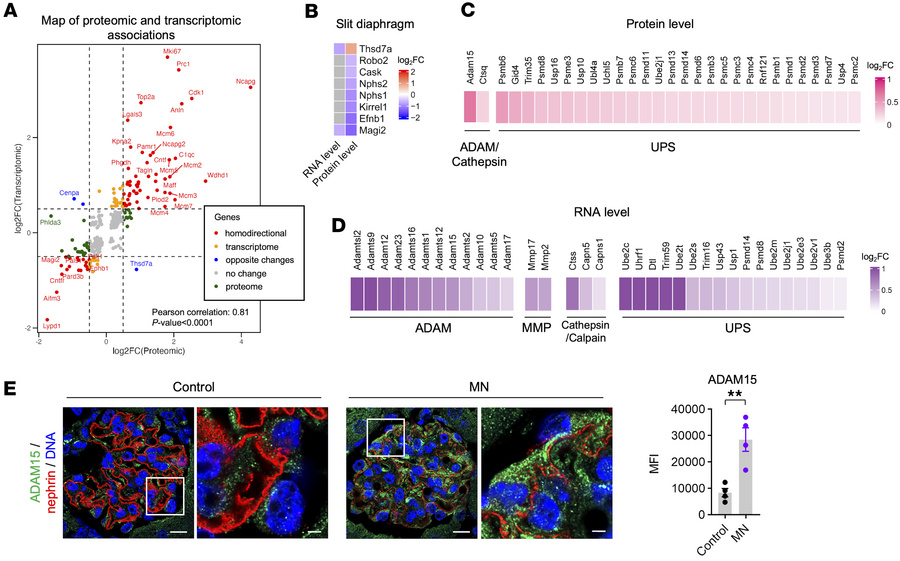 Correlation of transcriptomic and proteomic data reveals protein degrada...