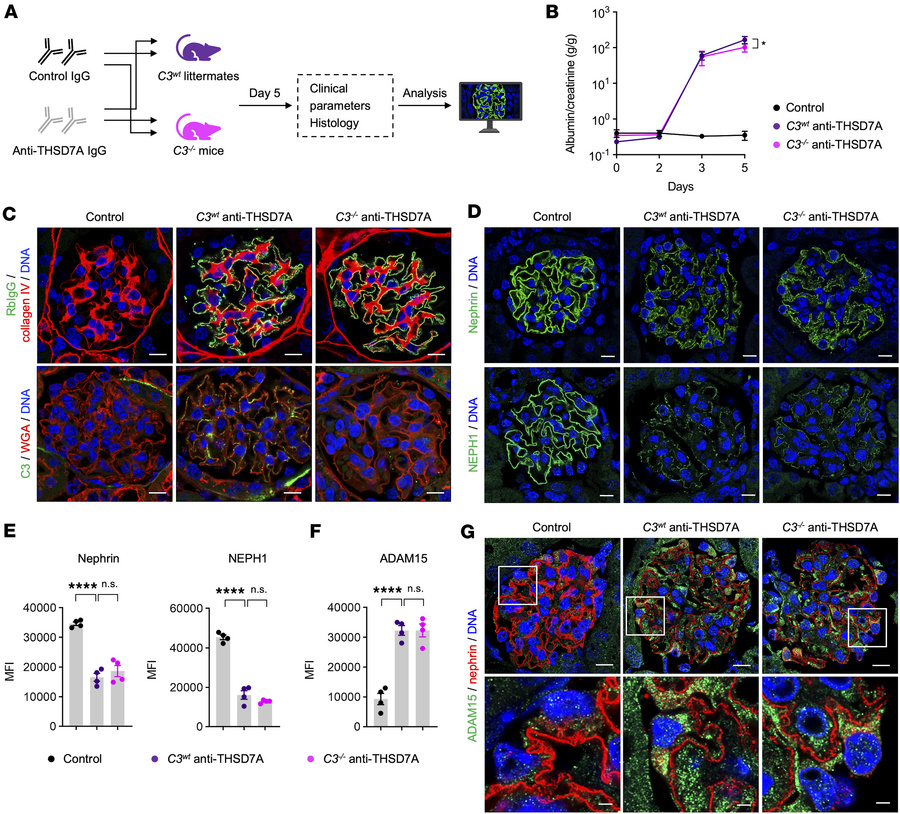 Complement C3 deficiency attenuates proteinuria but not slit diaphragm p...