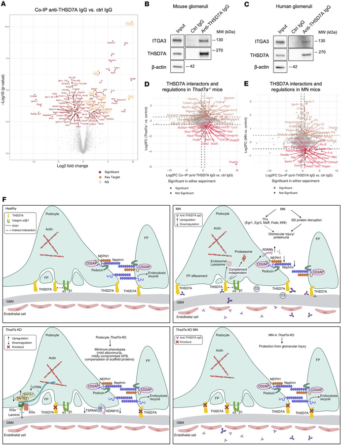 Integration of the THSD7A interactome with glomerular proteome dynamics ...