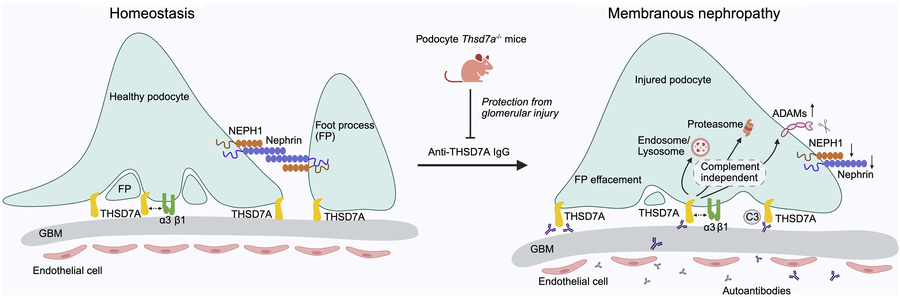 graphical abstract
