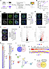 Temporal transcriptomic changes in experimental THSD7A-associated MN.