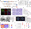 Generation and characterization of podocyte-specific Thsd7a–/– mice.