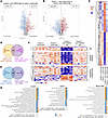 Proteome alterations in experimental THSD7A-associated MN.