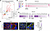 Correlation of transcriptomic and proteomic data reveals protein degradatio