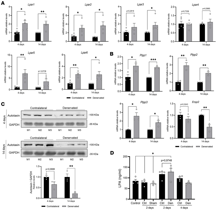 LPA signaling axis components are differentially expressed in denervated...