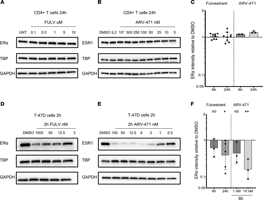 Comparison ERα degradation in CD4+ T cells vs T-47D.
(A and B) Represent...